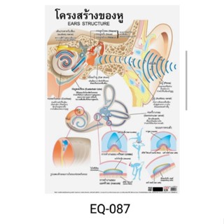 โครงสร้างของหู EQ 087 โปสเตอร์สื่อการสอนหุ้มพลาสติก ขนาด 50 * 70 cm