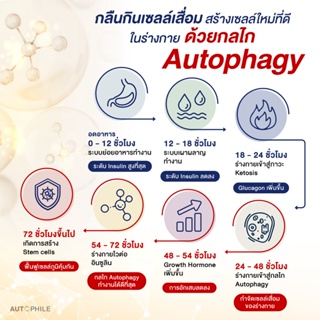 ภาพขนาดย่อของภาพหน้าปกสินค้าAUTOPHILE PLUS BY แอน ทองประสม ออโตฟีล พลัส ชะลอวัย เพิ่มภูมิคุ้มกัน กำจัดสารพิษ ลดไขมัน ระบบเผาผลาญดีขึ้น จากร้าน ojokwan บน Shopee ภาพที่ 8