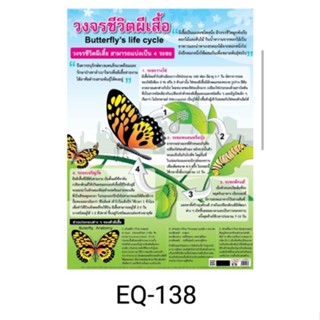 วงจรชีวิตผีเสื้อ  EQ 138 โปสเตอร์กระดาษหุ้มพลาสติก