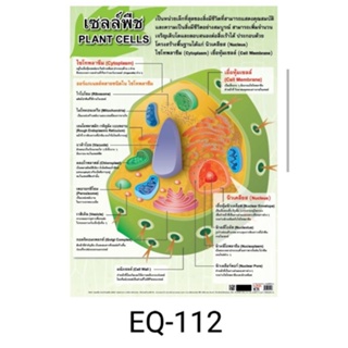 เซลล์พืช  EQ 112 โปสเตอร์สื่อการสอนหุ้มพลาสติก ขนาด 50 * 70 cm