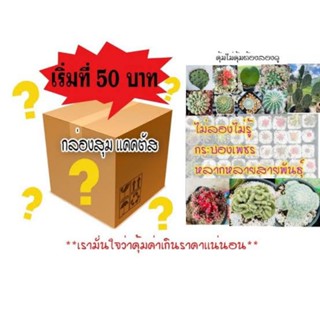 📦 กล่องสุ่มแคคตัส ทุกสายพันธุ์ เริ่ม 50 บ. ไม่ต่ำกว่า 10 ต้น