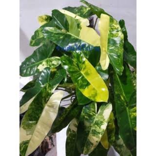 เบอร์เบิ้ลมาร์คด่าง Philodendron burle marx variegated