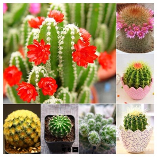 （คุณภาพสูง เมล็ด）โอพันเทีย Cactus Seeds บอนสี 100เมล็ด ต้นกระบองเพชรขนาดมินิ กระบองเพชร แคคตัส ซัคคิวเลนท์ ตกแต่/มะระ QR