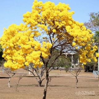 （คุณภาพสูง เมล็ด）เมล็ดเหลืองปรีดียาธร ดอกสีเหลือง บานสะพรั่ง เพาะง่าย จำนวน 5 เมล็ด /ง่าย ปลูก สวนครัว เมล็ด/ง่าย 7AY4