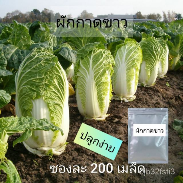 เมล็ดผักกาดขาว-ซอง-200เมล็ด-เมล็ดพันธุ์-งอก-ปลูก-งอกครัว-เมล็ดเมล็ด-งอก-ปลูก-งอกครัว-ดอก-ต้น-งอก-ikmf