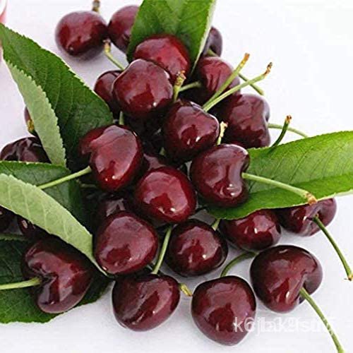 ผลิตภัณฑ์ใหม่-เมล็ดพันธุ์-black-cherry-tree-seeds-10pcs-sweet-cherry-seeds-shrub-prunus-cerasus-cherry-tree-edib-ต้นอ่อน