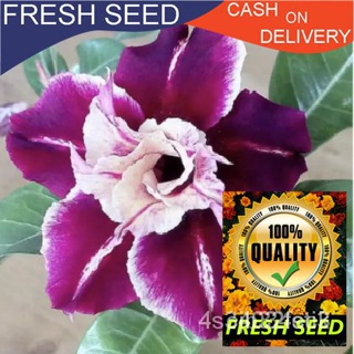 ผลิตภัณฑ์ใหม่ เมล็ดพันธุ์ จุดประเทศไทย ❤High-Quality "Multi Star Adenium Seeds Viola ADM13"  Plant Seeds, very e/กะเพรา
