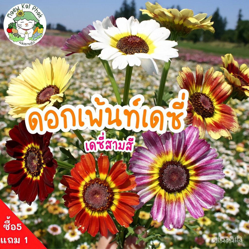 ผลิตภัณฑ์ใหม่-เมล็ดพันธุ์-เมล็ดพันธุ์-ดอกเพ้นท์เดซี่-เดซี่สามสี-painted-daisy-mix-150เมล็ด-นำเข้าจากต่างประเท-ต้นอ่อน