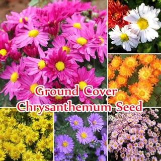（คุณภาพสูง เมล็ด）【ขายเมล็ดพันธุ์】100pcs ดอกเบญจมาศ Mixed Color Ground Cover Chrysanthemum เมล/มะระ ผัก ปลูก /มะระ O40H