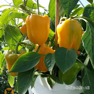 ผลิตภัณฑ์ใหม่ เมล็ดพันธุ์ จุดประเทศไทย ❤Yellow Bellpepper Seeds - Pure Yellow Sunbright Bellpepper Seedsเมล็ดอว /ง่าย YI