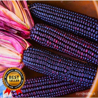 ผลิตภัณฑ์ใหม่ เมล็ดพันธุ์ จุดประเทศไทย ❤Purple Corn Seeds - Purple Lady (High Yield /Easy to plant) - 35pcs Seed ค/ง่าย