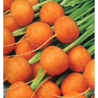 （คุณภาพสูง เมล็ด）เมล็ดพันธุ์ แครอทกลม (Parisian Carrot Seed) บรรจุ 30 เมล็ด คุณภาพดี ของแท้ 100%/งอก ปลูก/งอกคร/งอก V7YW