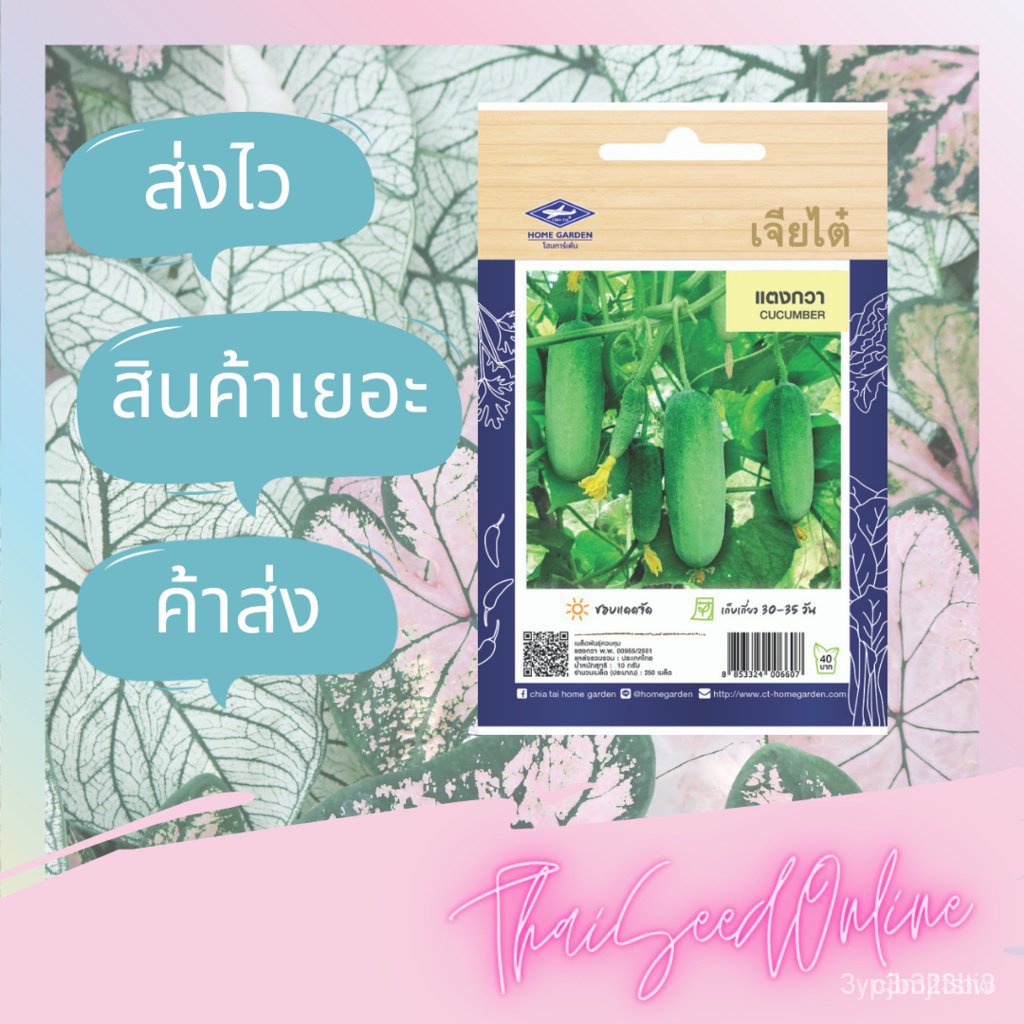 ผลิตภัณฑ์ใหม่-เมล็ดพันธุ์-เมล็ดพันธุ์คุณภาพสูงในสต็อกในประเทศไทย-พร้อมส่ง-ะให้ความสนใจของคุณเมล็ดอวบอ้วน-แตงกวา-ต้นอ่อน