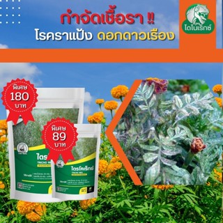 กำจัดเชื้อรา สาเหตุของโรคราแป้ง ในดอกดาวเรือง ไตรโคเดอร์มา ไตรโคเร็กซ์ ปลอดภัยต่อคนและสัตว์เลี้ยง