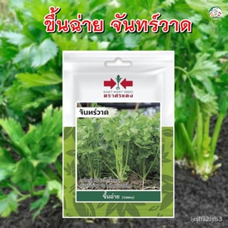 ผลิตภัณฑ์ใหม่ เมล็ดพันธุ์ เมล็ดพันธุ์คุณภาพสูงในสต็อกในประเทศไทย พร้อมส่งเมล็ดขึ้นฉ่าย จันทร์วาด ตราศรแดง ประมาณ/ต้นอ่อน