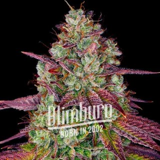 เมล็ดพันธุ์กัญชา Mimosa Blimburn Feminised Cannabis Seeds เพศเมีย เมล็ดกัญชานอก เมล็ดค่าย Blimburn แท้100% แบ่งขาย