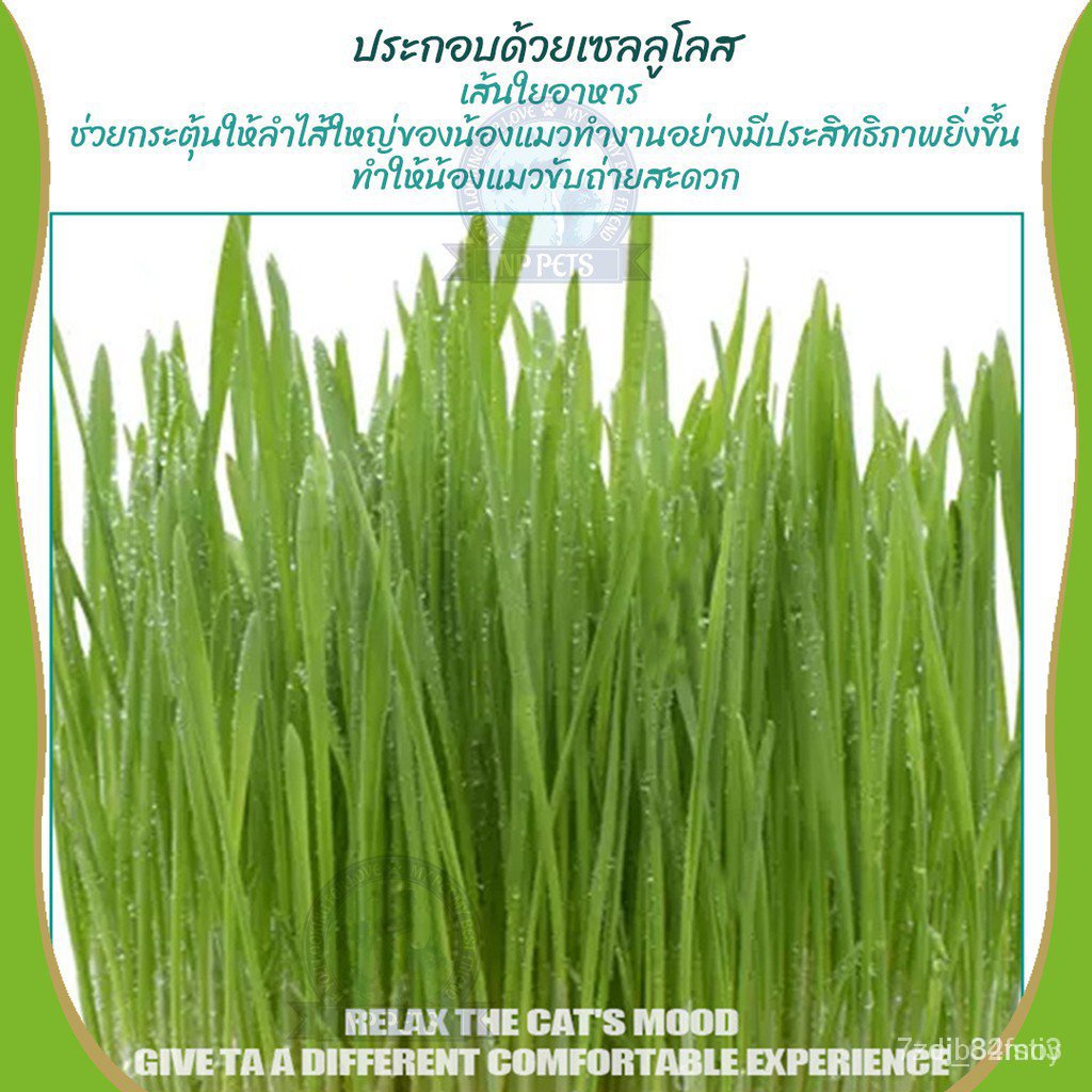 ผลิตภัณฑ์ใหม่-เมล็ดพันธุ์-เมล็ดพันธุ์คุณภาพสูงในสต็อกในประเทศไทย-พร้อมส่ง-ะให้ความสนใจของคุณ-made-in-thailand-ง่าย-nj