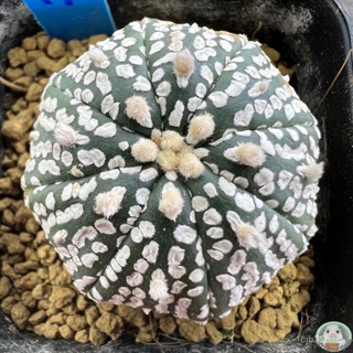 (B17) ต้น แอสโตรซุปเปอร์ ไม้เมล็ด - (Astrophytum asterias cv. SUPER KABUTO)/ง่าย ปลูก สวนครัว เมล็ด/ง่าย 32VN