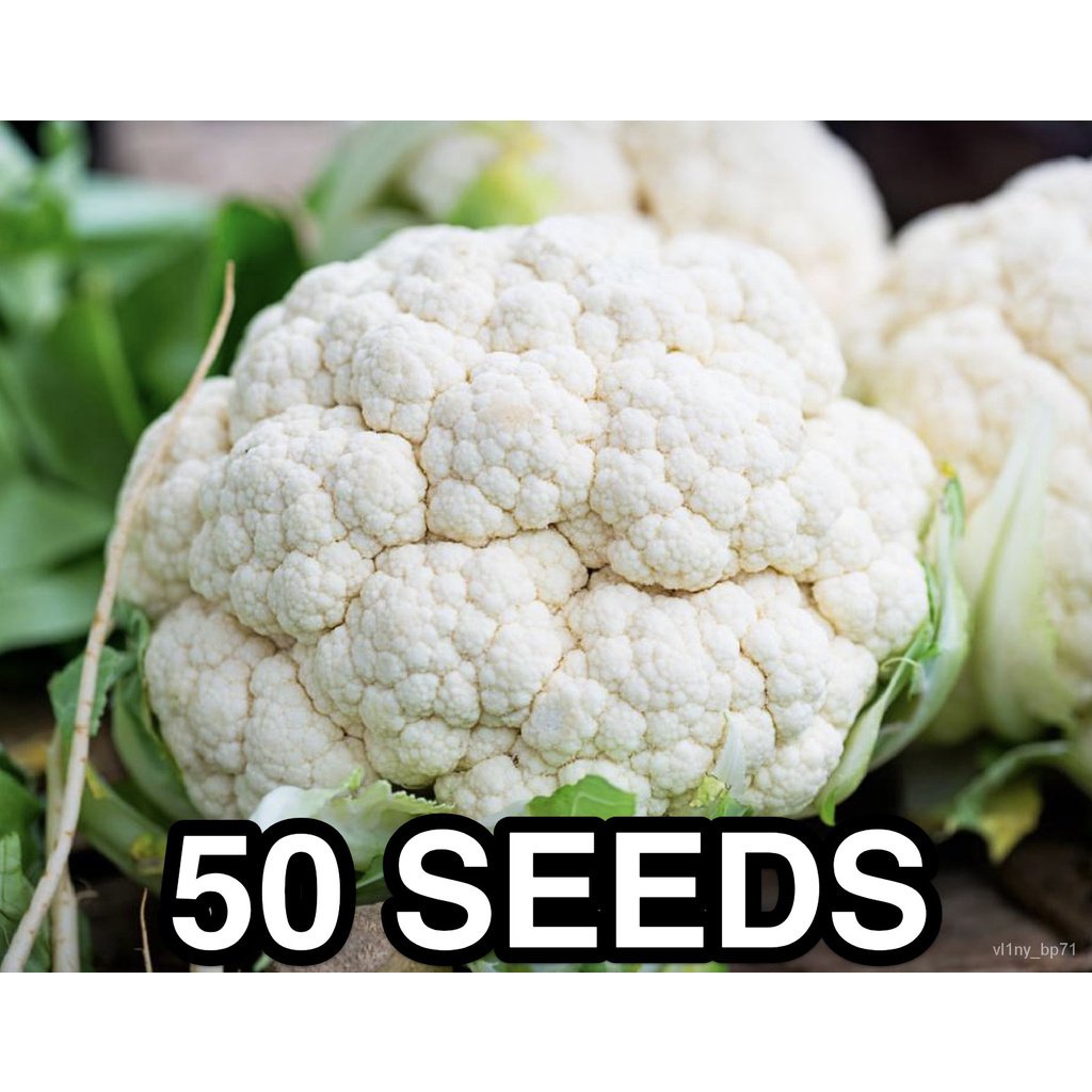 ผลิตภัณฑ์ใหม่-เมล็ดพันธุ์-จุดประเทศไทย-cauliflower-seeds-heat-resistant-เมล็ดอวบอ้วน-100-รอคอยที่จะให้ความสนใ-ต้นอ่อน