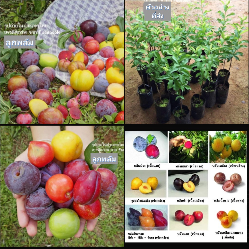 1ต้น-มี9พันธุ์ให้เลือก-ขายต้นพันธุ์-ต้น-ต้นลูกพลัม-ต้นพลัม-ลูกพลัม-พลัม-plums-plum-ไร่อิงดาว