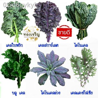 ชุดเคล📌10แถม1!!📌ถูกที่สุด 10 บ.📌เมล็ดพันธุ์ชุดคะน้าเคล 5-100 เมล็ด🌿 ขายดีที่สุด🌱 เคลใบหงิก🌱เคลสการ์เลต🌿 เคลแดงรัส