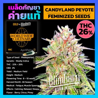 เมล็ดพันธุ์กัญชา CANDYLAND PEYOTE FEMINIZED เพศเมีย โฟโต้ เมล็ดกัญชานอก เมล็ดค่าย Blimburnseeds แบ่งขาย ตรงปก💯%