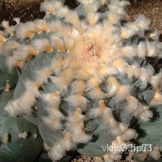 ผลิตภัณฑ์ใหม่ เมล็ดพันธุ์ 2022เมล็ดอวบอ้วน Lophophora williamsii v Huizache 5 เมล็ด กระบองเพชร แคคตัส cactusเมล็/ต้นอ่อน