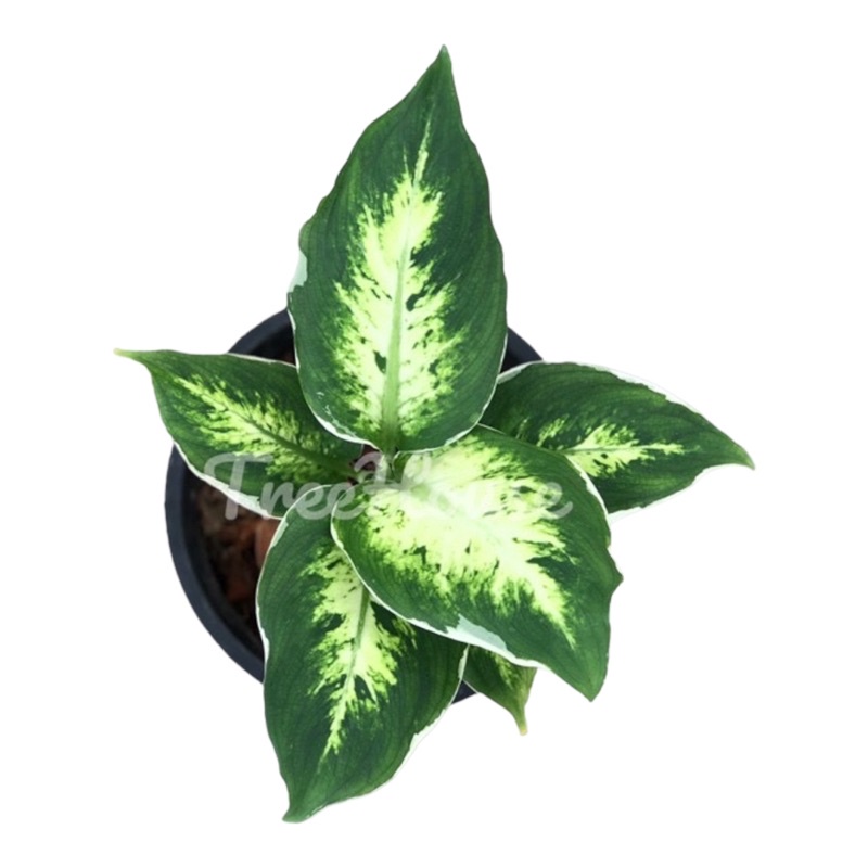 รูปภาพของเศรษฐีรับเงิน กระถาง 6 นิ้ว / Aglaonema sp. Setthirapngoen Pot 6ลองเช็คราคา