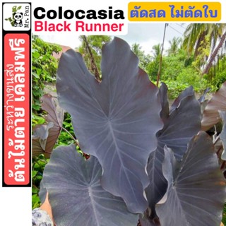 ตัดสดพร้อมใบ Colocasia Black Runner โคโลคาเซีย เเบล็ครันเนอร์