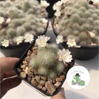 🌵 A Little cactus🌵| รีบูเทีย