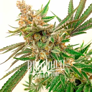 เมล็ดพันธุ์กัญชา CBD Tutti Frutti (1:15) Feminised Cannabis เมล็ดค่าย Blimburn Seeds แท้100% แบ่งขาย