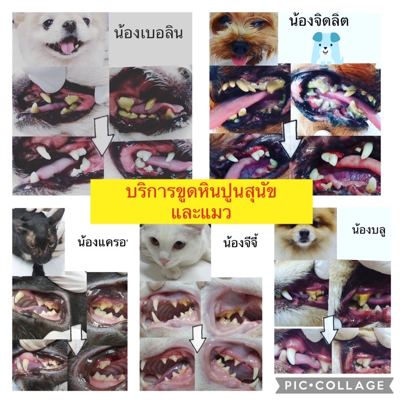 คูปองแทนเงินสดมูลค่า-100บาท-บริการอาบน้ำตัดขนสัตว์เลี้ยง-คลินิกประดิพัทธ์สัตวแพทย์