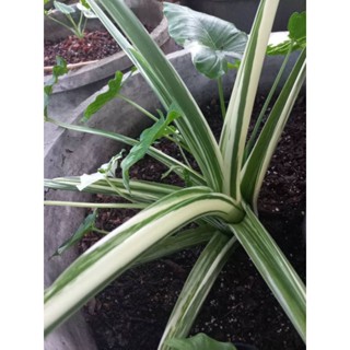 โอกินาวา(Okinawa Silver Alocasia)ของแท้100%ด่างสวย