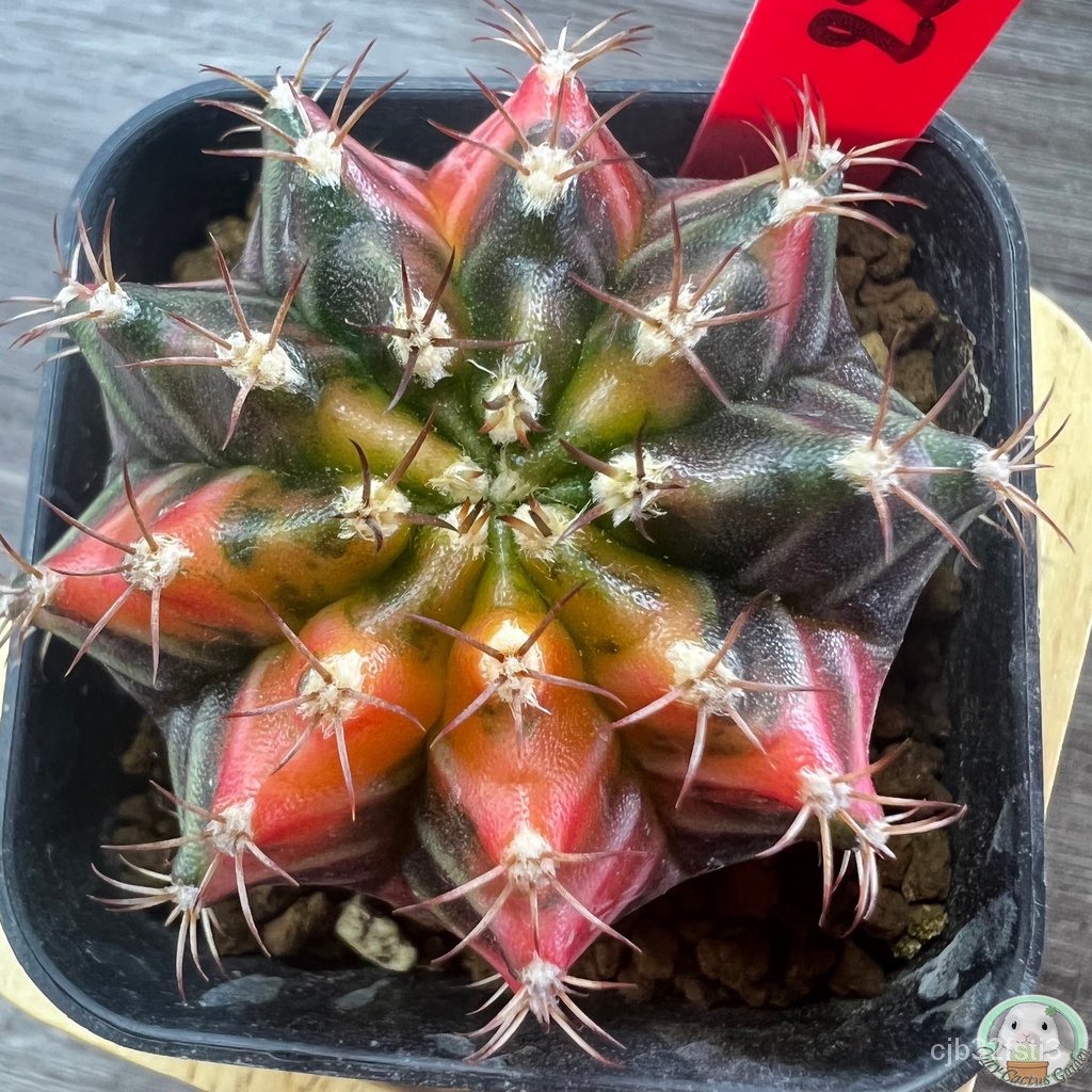 r22-ต้นยิมโนด่าง-คัดพิเศษ-ไม้เมล็ด-gymnocalycium-แคคตัส-ง่าย-ปลูก-สวนครัว-เมล็ด-ง่าย-vtb9