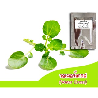 （คุณภาพสูง เมล็ด）เมล็ดพันธุ์ วอเตอร์เครส(Watercress)  200​ เมล็ด​ นำเข้าจากอเมริกา ผักน้ำ สลั/ง่าย ปลูก สวนครัว /มะระ LL