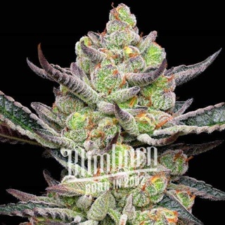 เมล็ดพันธุ์กัญชา Gush Mints S1 Feminised Cannabis Seeds เพศเมีย เมล็ดกัญชานอก เมล็ดค่าย Blimburn แท้100% แบ่งขาย