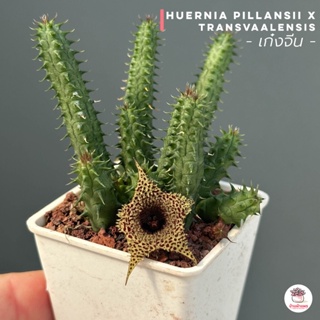 ภาพหน้าปกสินค้าเก๋งจีน Huernia Pillansii x Transvaalensis แคคตัส กระบองเพชร cactus&succulent ที่เกี่ยวข้อง