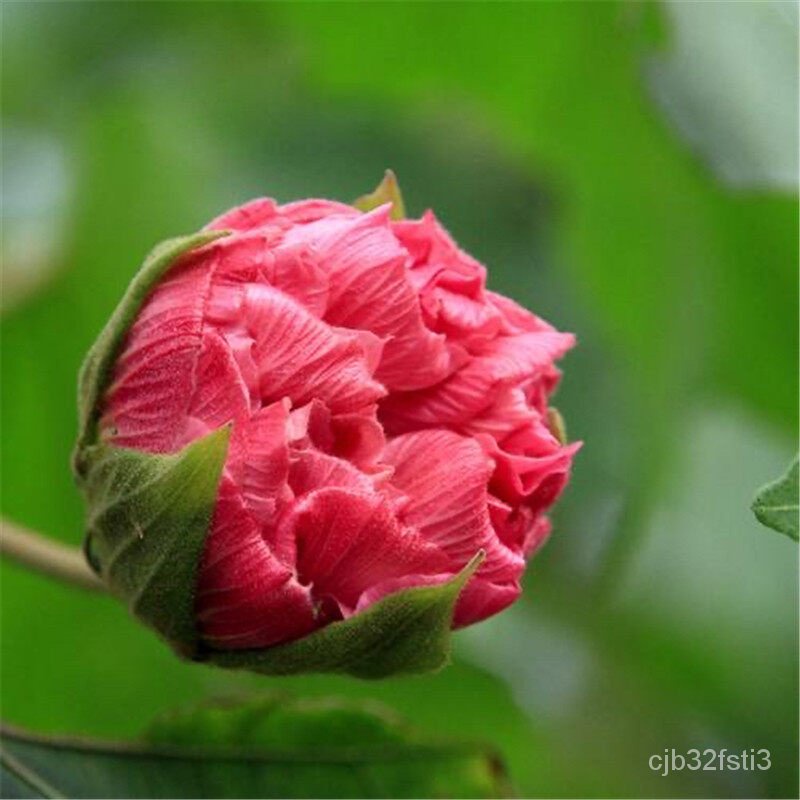 คุณภาพสูง-เมล็ด-พร้อมส่ง-100-เมล็ด-hibiscus-flower-seeds-บอนสี-เมล็ดพันธุ์ดอกไม้-เมล็ดพันธุ์-กะเพรา-ผัก-ปลูก-กะเพรา-lq