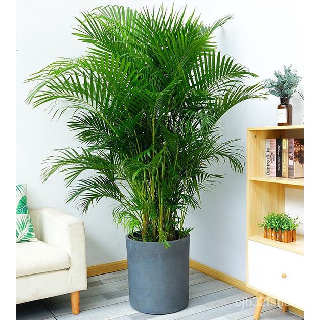 คุณภาพสูง-เมล็ด-10แคปซูล-ถุง-เมล็ดปาล์มอาริกา-areca-palm-seeds-ต้นไม้มงคล-ต้นไม้ฟอกอากาศ-ต-ง่าย-ผัก-ปลูก-ง่าย-hnql