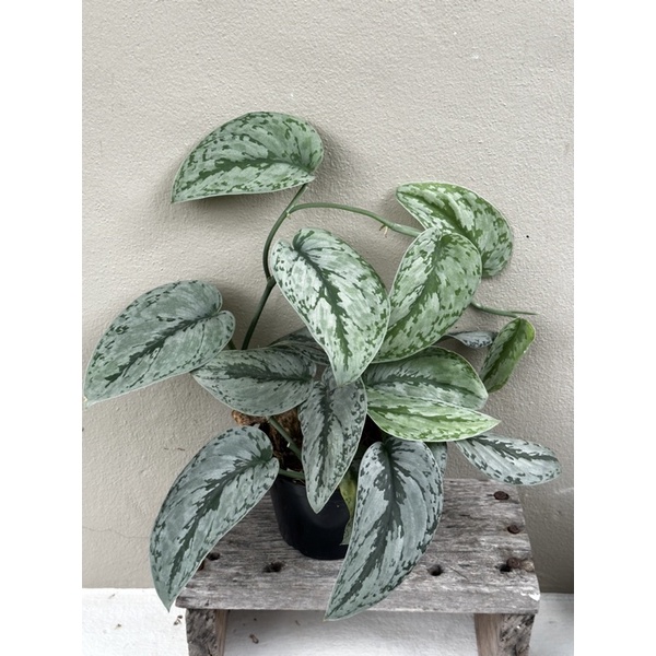 Scindapsus SP (unknown) | Shopee Thailand
