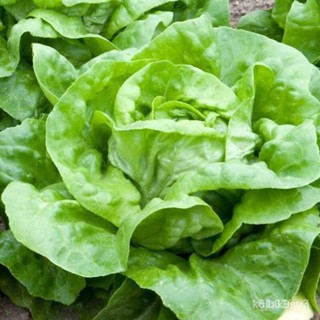 ผลิตภัณฑ์ใหม่ เมล็ดพันธุ์ 2022เมล็ดอวบอ้วน ผักสลัดบัตเตอร์คลั้น (Buttercrunch Lettuce Seed) บรรจุ 100 เมล็ดเมล็ด/ต้นอ่อน