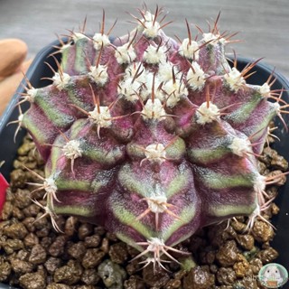 (R20) ต้นยิมโนหน้ายับ ลูก Trex ไม้เมล็ด - (gymnocalycium) - แคคตัส/ง่าย ปลูก สวนครัว เมล็ด/มะระ GL8M