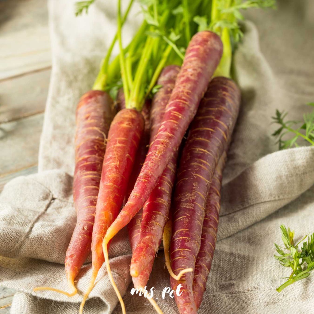 เมล็ดแครอทม่วง-purple-carrot-นำเข้าจากสหรัฐอเมริกา