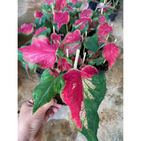 ไกรทองประเสริฐ-บอนสีไม้มงคล-กัดสีสวยมาก-ขขาดต้นใหญ่