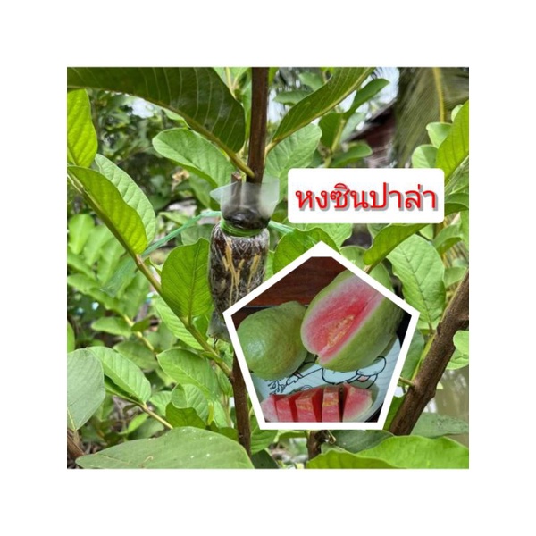 กิ่งตอน-ฝรั่ึงหงซินปาล่า