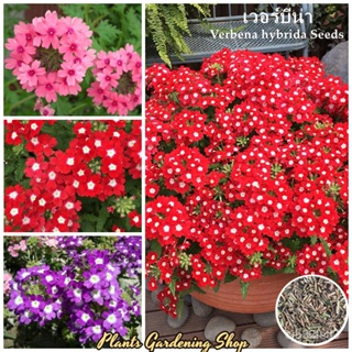 （คุณภาพสูง เมล็ด）เมล็ดพันธุ์ เวอร์บีน่า เมล็ดบอนสี 200 เมล็ด Verbena hybrida flower seeds บอน/งอก ปลูก/งอกครัว /งอก KNZ3