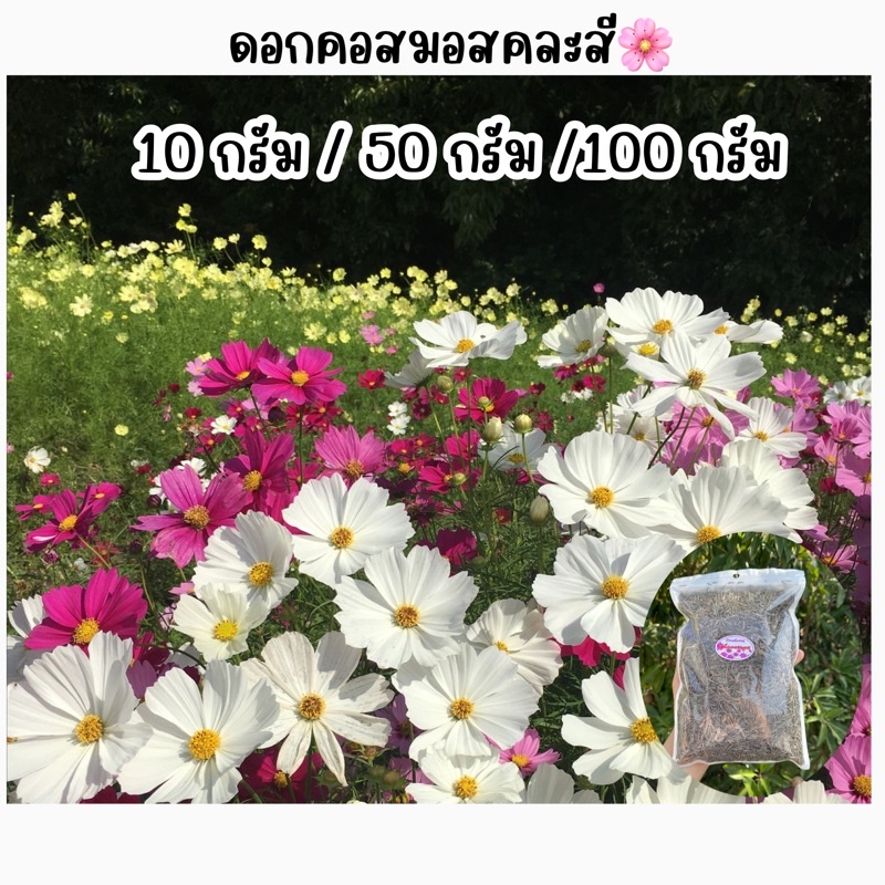 ดอกคอสมอสคละสีขนาด100กรัม-ขายส่งคุ้มๆ