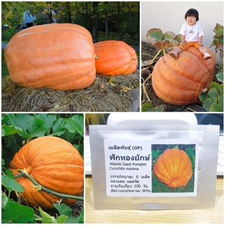 (1  ออนซ์) เมล็ดพันธุ์ ฟักทองยักษ์ (Atlantic Giant Pumpkin Seed) มีประมาณ 70/งอก ปลูก/งอกครัว เมล็ด/งอก AEGL