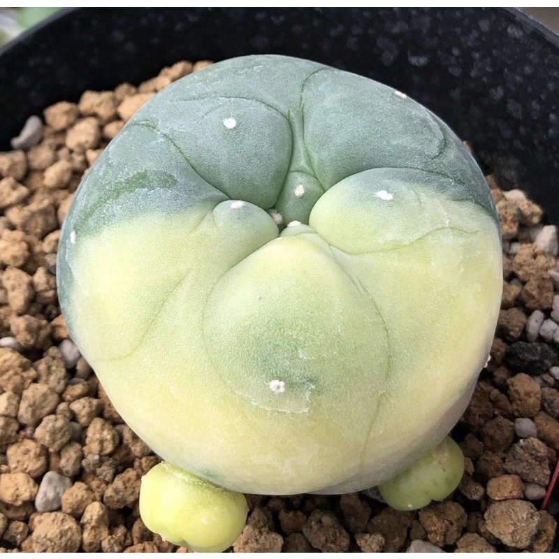 ต้นนี้ลายด่างกระจายสวยละมุน-เต้านูนหน้าสวยมาก-เจ้าเปาด่าง-lophophora-diffusa-koike-variegata-หน้าอ้วน