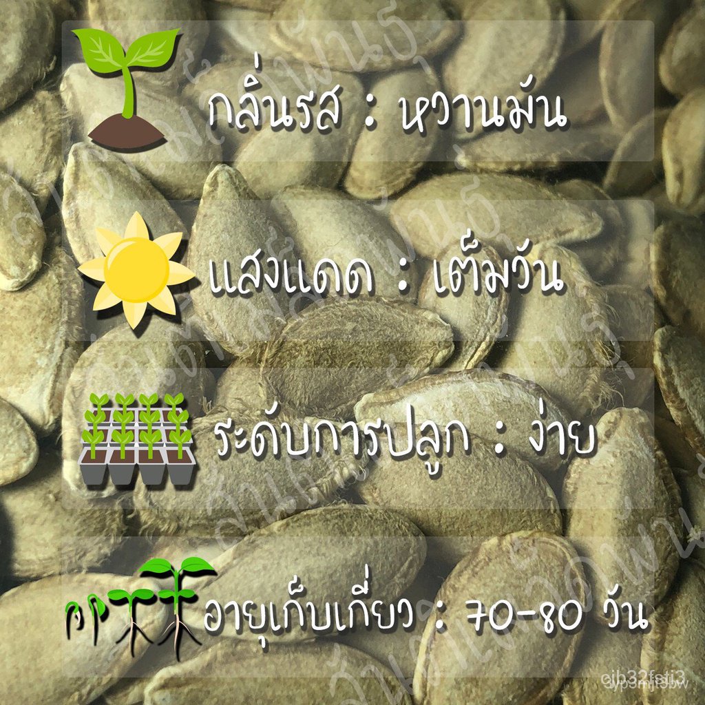 ผลิตภัณฑ์ใหม่-เมล็ดพันธุ์-เมล็ดพันธุ์คุณภาพสูงในสต็อกในประเทศไทยเมล็ดอวบอ้วน-ฟักทองบัตเตอร์นัท-25-เมล็ด-waltham-ง่าย-4g